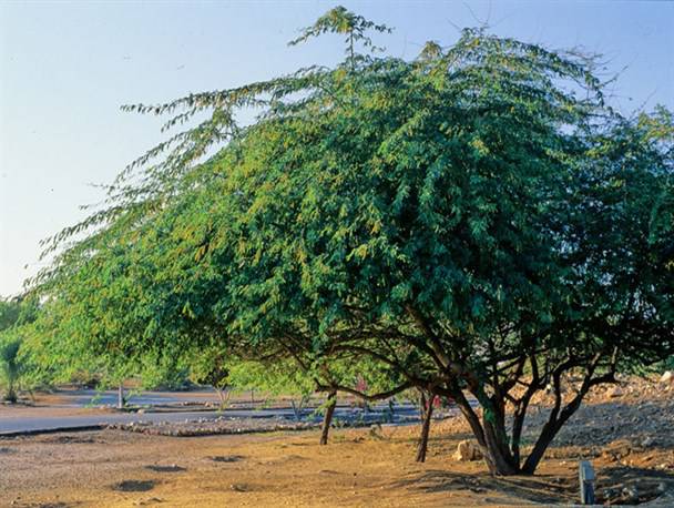 جنگ تمام عیار عمان علیه کهور آمریکایی